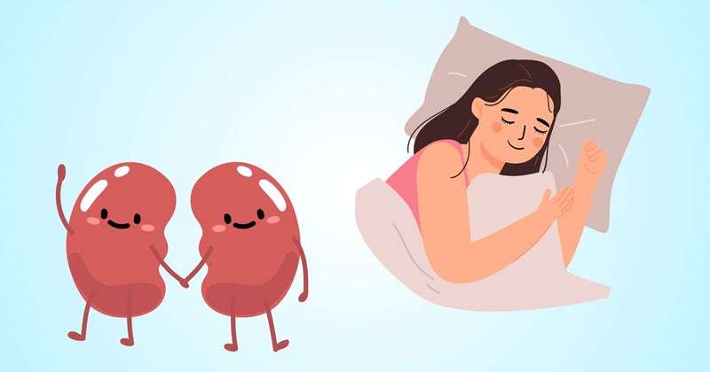 Ngủ trưa giúp thận phục hồi, tăng cường khả năng giải độc