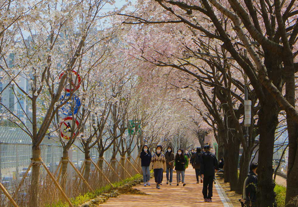 Cherry blossom season in Korea. Photo: yeojin yun/Unsplash