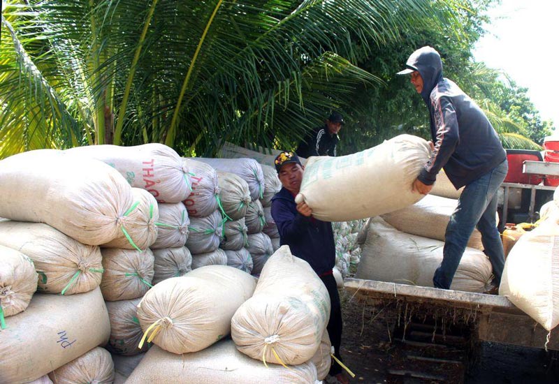 Winter-spring rice prices are falling amidst material prices and extreme weather heat, causing farmers to worry about profits. Photo: Thanh Mai