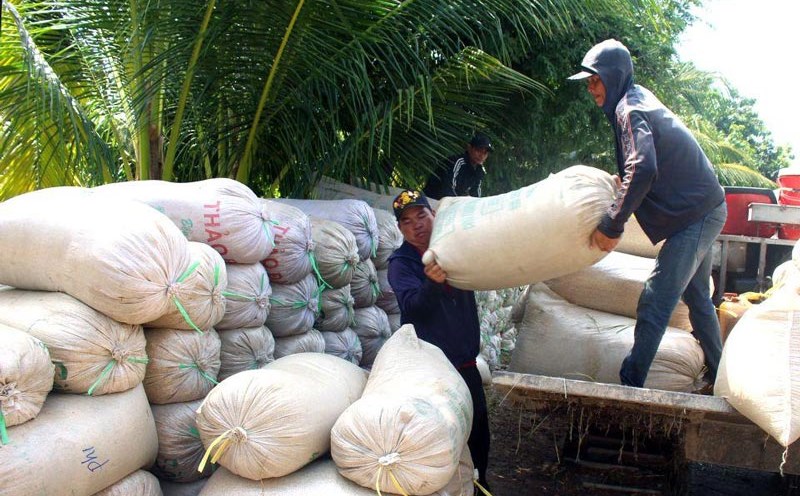 Ca Mau farmers have a bumper crop but are not happy because rice prices ...