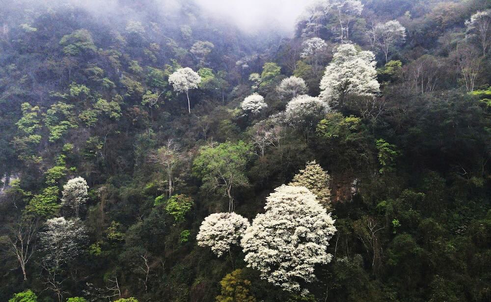 Cool flowers bloom profusely, covering white mountains and forests of Thanh land. Photo: Quach Du