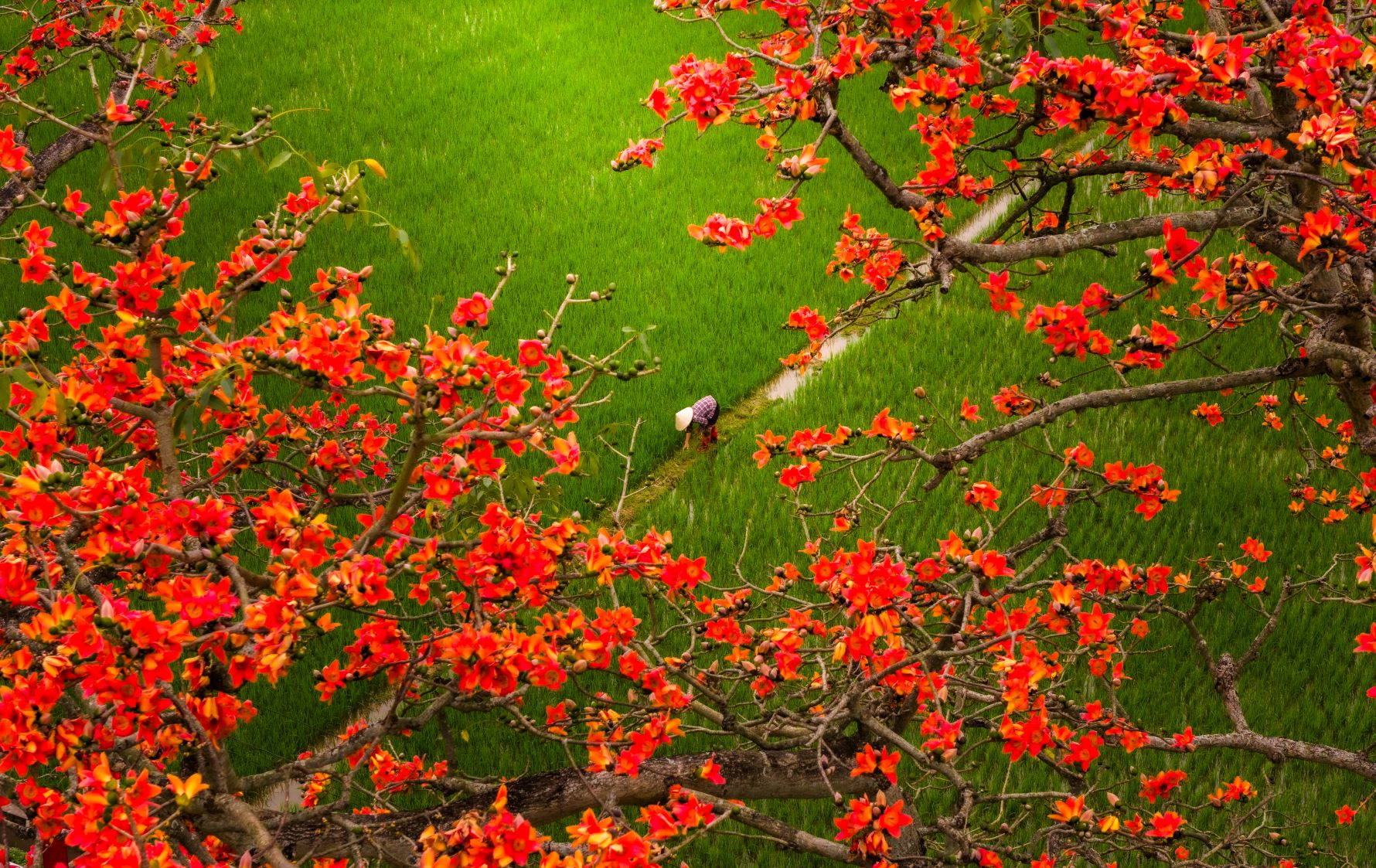 Một khoảnh khắc bình dị giữa mùa hoa gạo rực lửa ở miền quê Bắc Bộ. Anh Vũ Khoa chia sẻ: “Đây là lần đầu lang thang chụp hoa gạo miền Bắc, thật nhiều cảm xúc“.