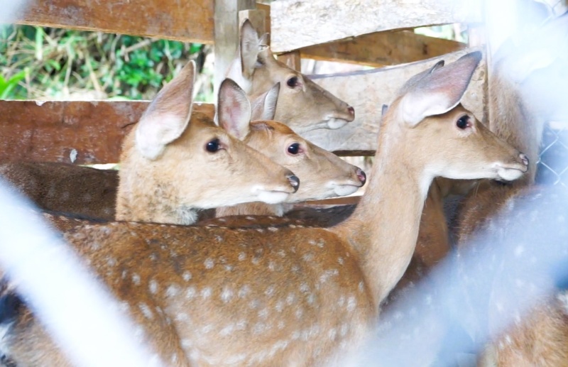 Deer breeds return to the village, opening up new livelihoods for people in the highlands of Da Nang. Photo: Hoang Bin