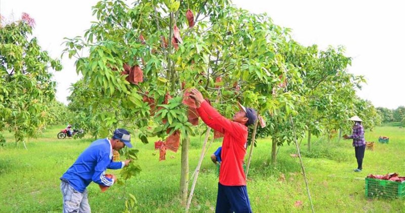 Địa phương tính kế xây thương hiệu khi xoài keo rớt giá