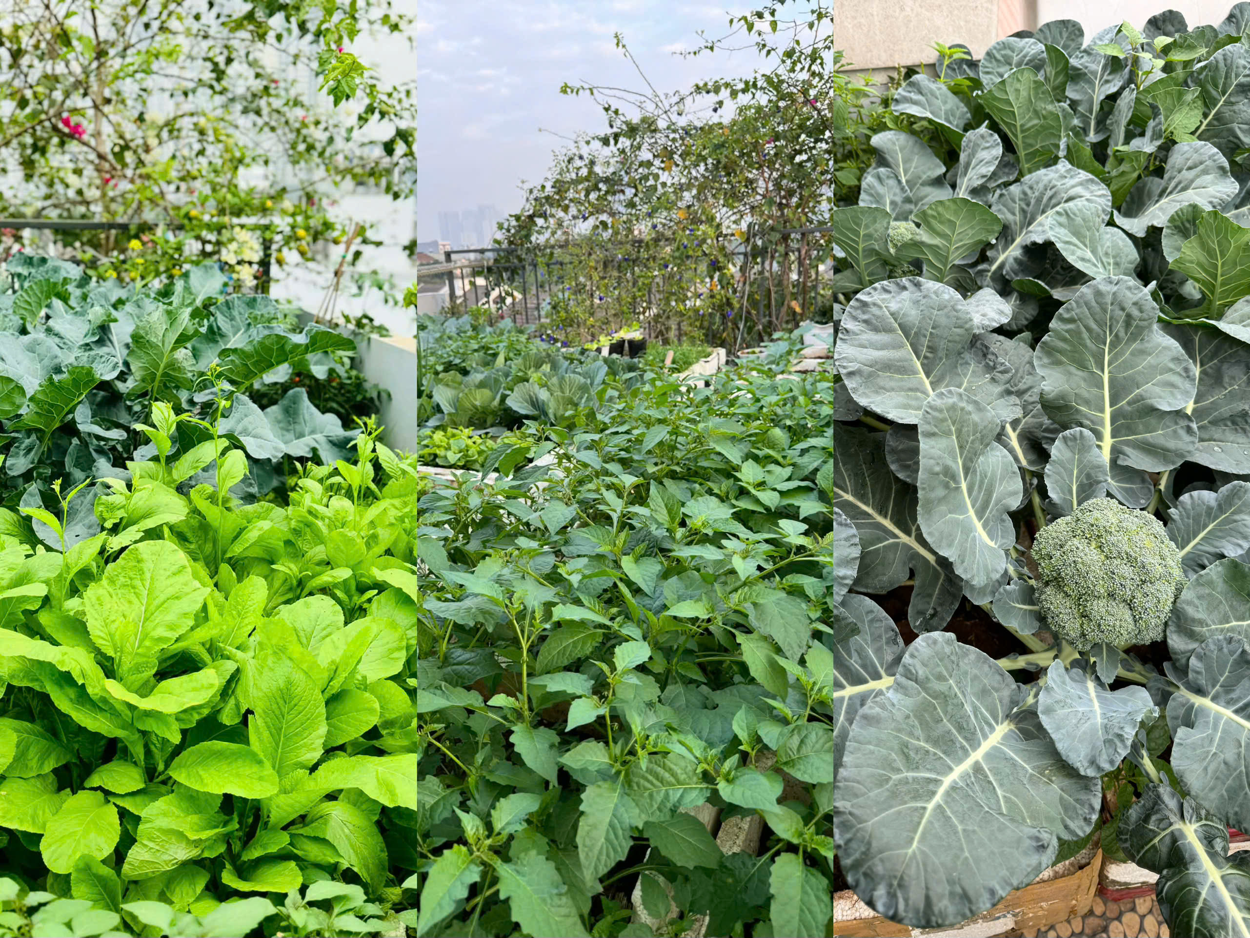 Từ vài thùng xốp ban đầu, giờ đây là cả một khu vườn rau sạch nuôi dưỡng bữa ăn gia đình mỗi ngày. Ảnh: NVCC 