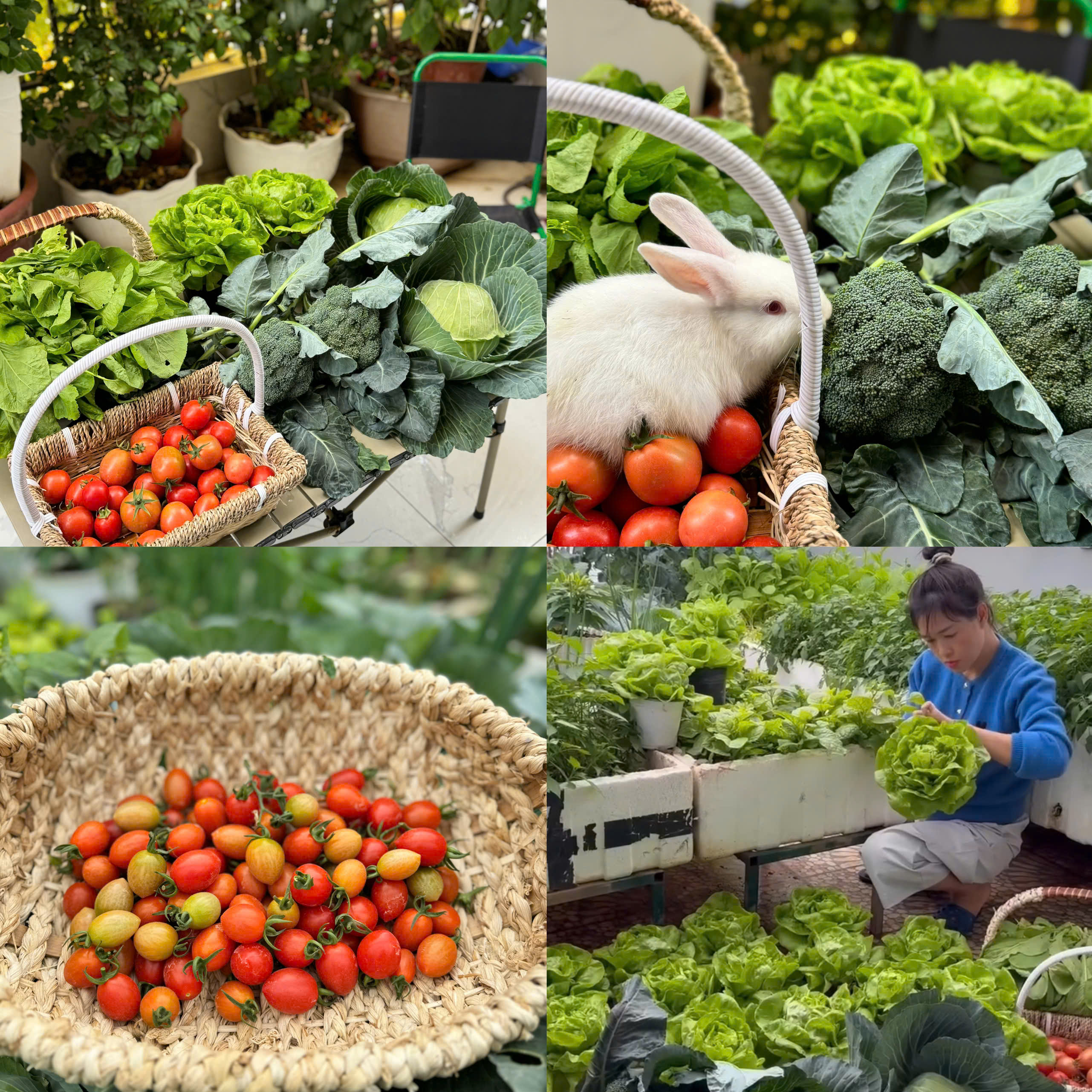  Sau thời gian kiên trì chăm sóc, sân thượng trở thành vườn rau xanh mướt, mang lại nguồn thực phẩm an toàn cho gia đình. Ảnh: NVCC 