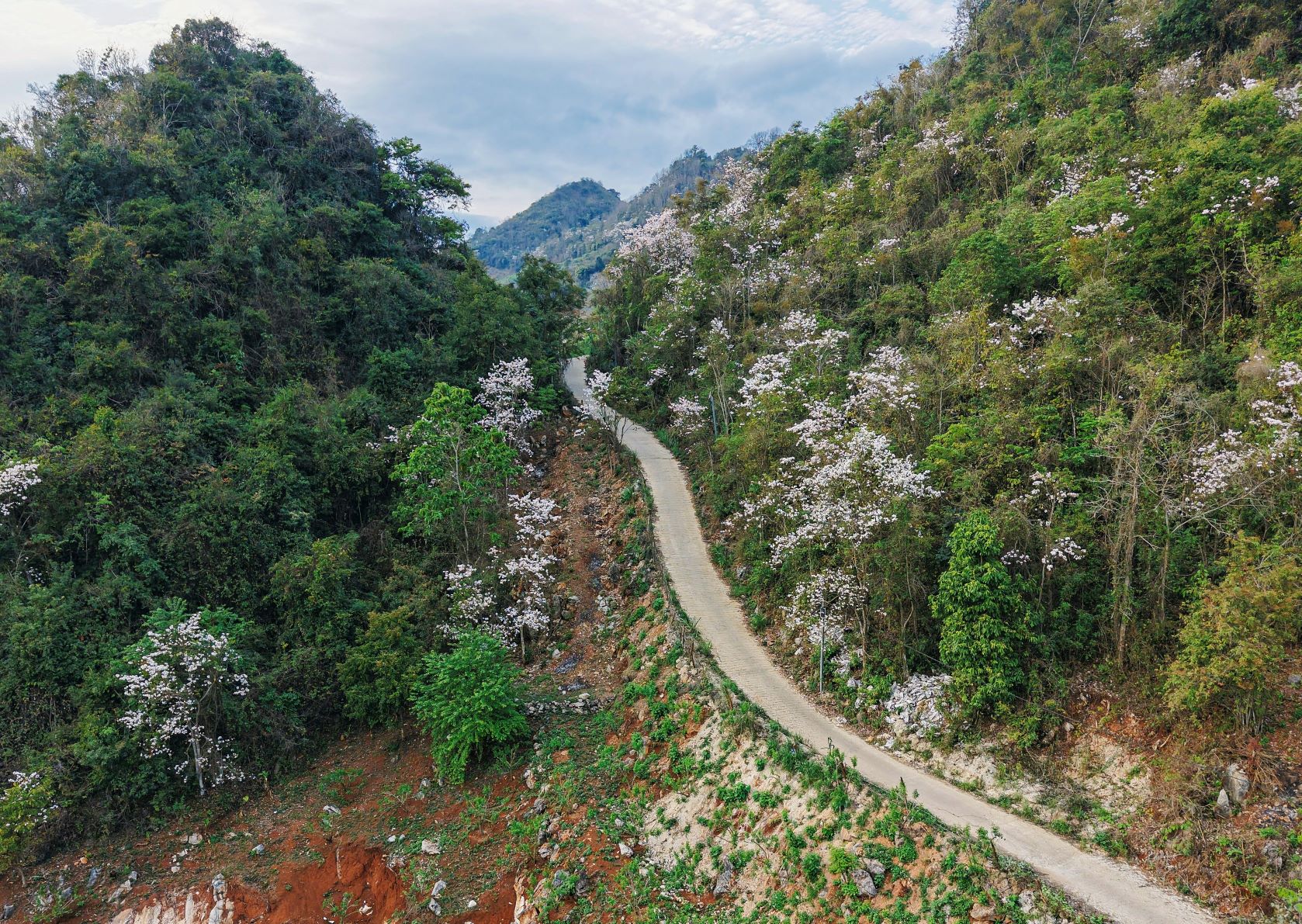 Những rừng ban nối tiếp nhau lúc trên đồi lúc dưới thung lũng, lúc ven đường lớn, điểm trắng trên nền xanh của núi rừng Tây Bắc.
