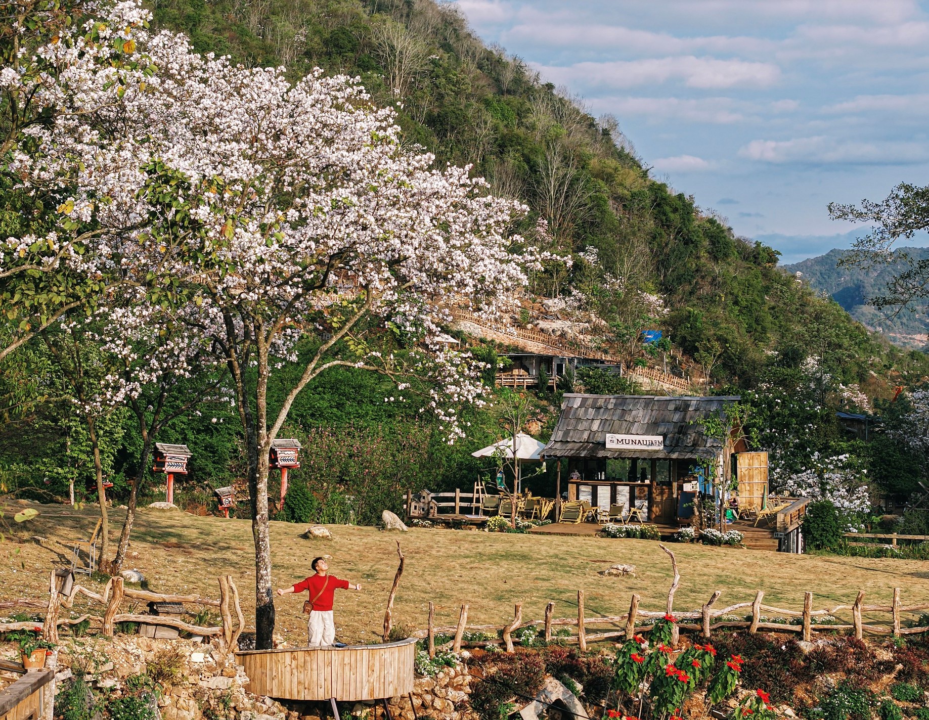 Thung lũng Mu Náu không chỉ là check-in nổi tiếng mùa hoa mận, hoa anh đào mà còn cả mùa hoa ban vào những ngày cuối xuân này. Cây hoa ban bung nở rực rỡ ở khuôn viên Mu Náu Farm.