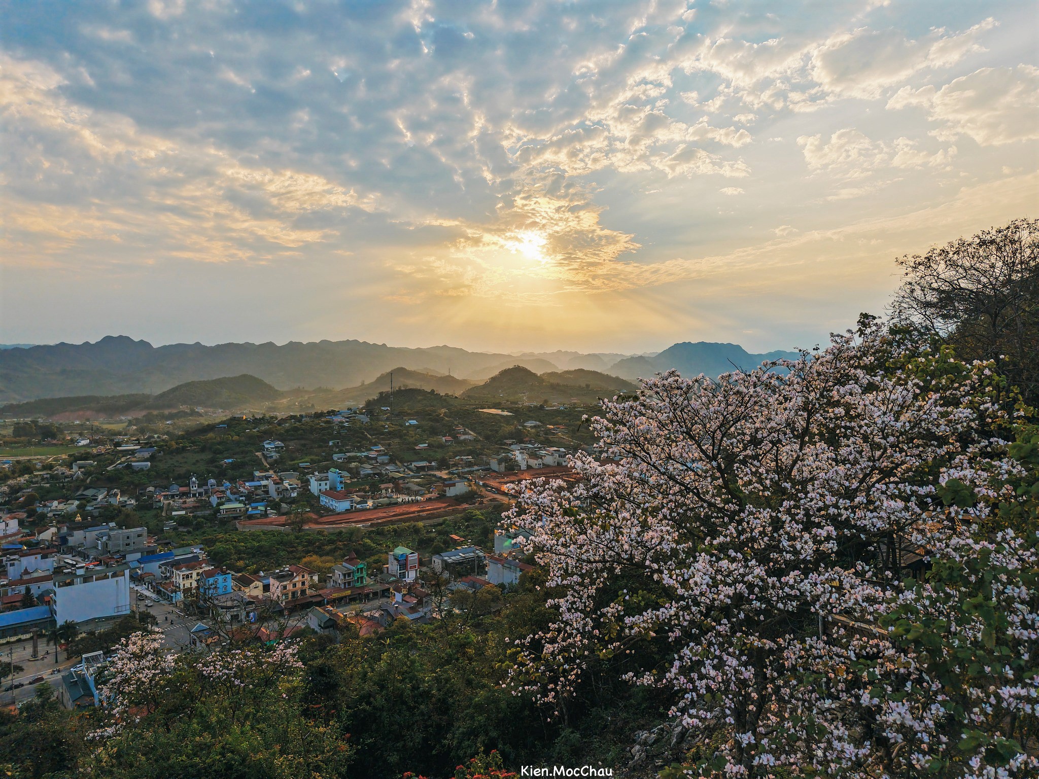 Sáng sớm hoa còn đọng sương, nhìn dịu dàng dưới nắng nhẹ, trưa nắng lên hoa ban nở cả cây màu trắng sáng cả một vùng.