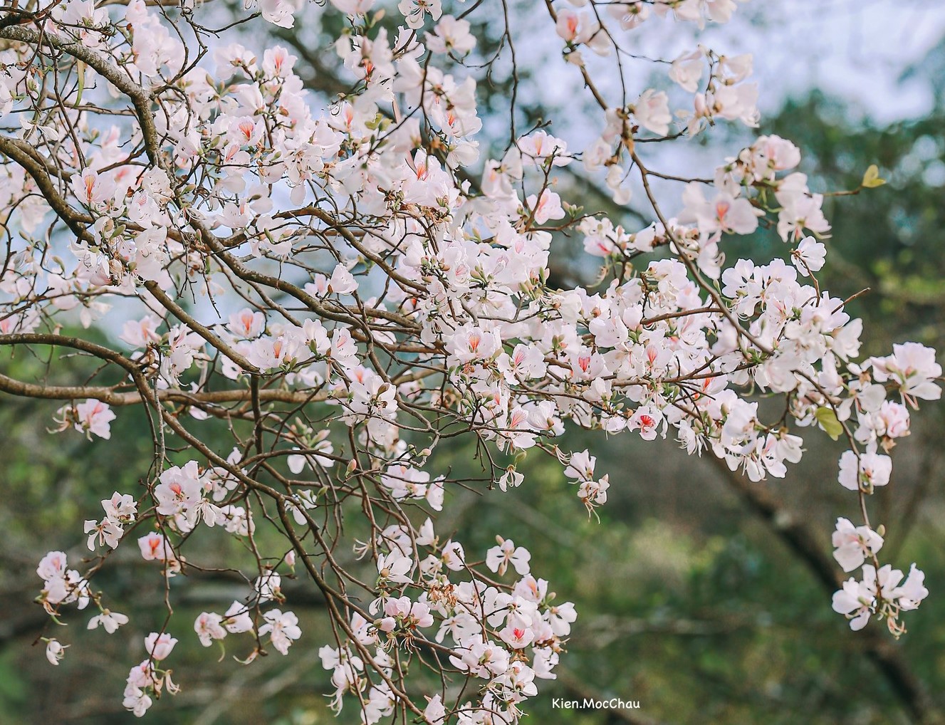 Cây ban thân cành khẳng khiu, hoa nở năm cánh màu trắng kem dịu nhẹ, hoa nở rộ cây sẽ gần như không còn lá. Loài hoa gắn liền với đời sống của người dân Tây Bắc, đặc biệt là dân tộc Thái, khi xuất hiện trong bữa ăn, trang trí, trang phục, thơ ca nhạc...
