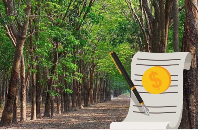 Not using land for perennial crops may be fined up to 20 million VND. Photo: Nhu Ha