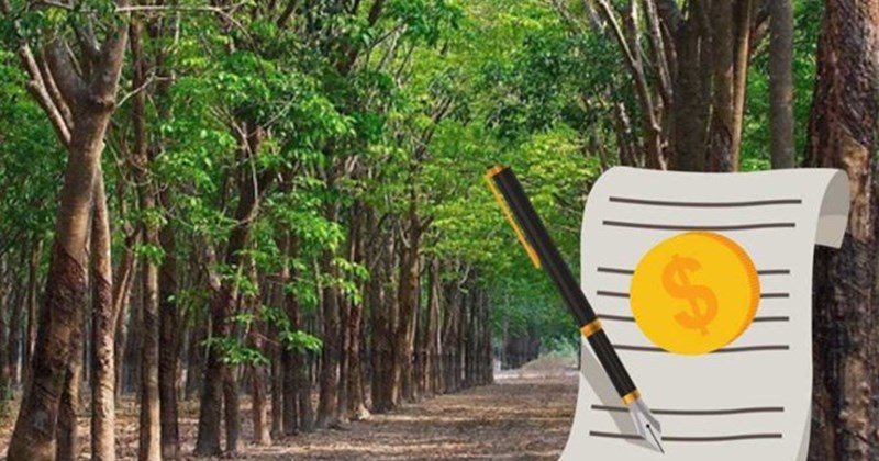 Tây Nguyên: Mức phạt khi bỏ đất trồng cây lâu năm