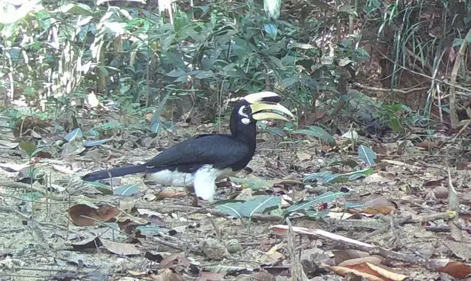 Photo trap discovers hong hoang bird. Photo: Chu Mom Ray National Park
