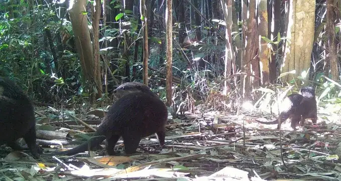 Rái cá đi kiếm ăn trong vườn. Ảnh: VQG Chư Mom Ray