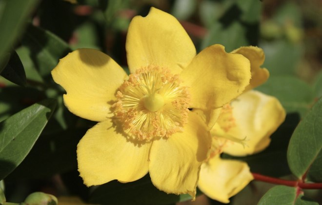 Lo&agrave;i c&acirc;y mang sắc v&agrave;ng ph&uacute; qu&yacute;, nhiều gia đ&igrave;nh trồng trước nh&agrave; h&uacute;t t&agrave;i lộc