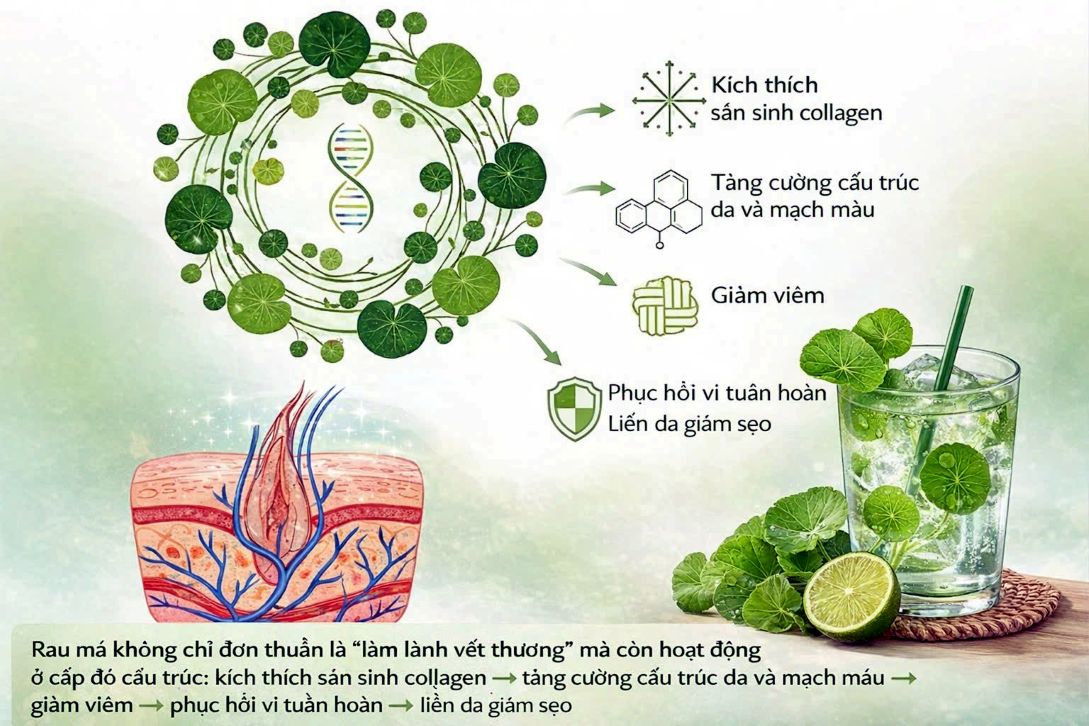 Công dụng của rau má đến sức khỏe người. Ảnh: Tư liệu Nguyễn Phước Tuyên