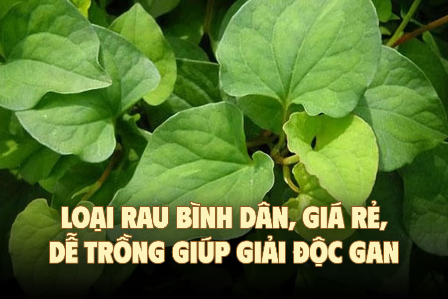 Affordable, cheap, easy-to-grow vegetable helps detoxify the liver