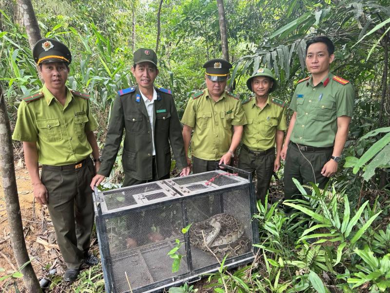 Lực lượng chức năng Đà Nẵng kịp thời thả cá thể trăn gấm về tự nhiên sau khi “lạc” vào khu dân cư. Ảnh: CACC