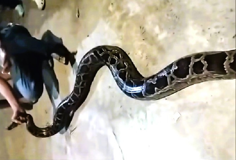 Rare golden python weighing nearly 16kg crawls into a residential area in Da Nang at night. Photo: CACC