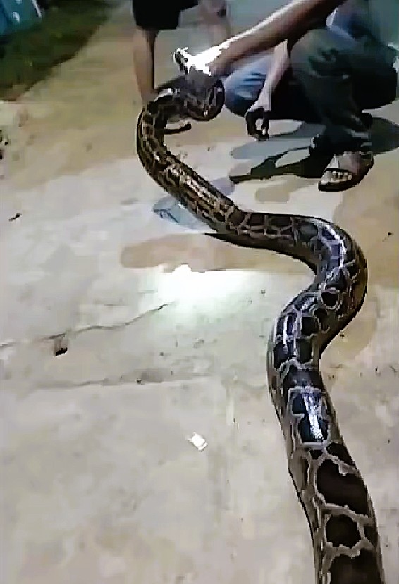 Trăn gấm nặng gần 16kg bò vào khu dân cư phường An Khê, Đà Nẵng tối 17.3. Ảnh: CACC