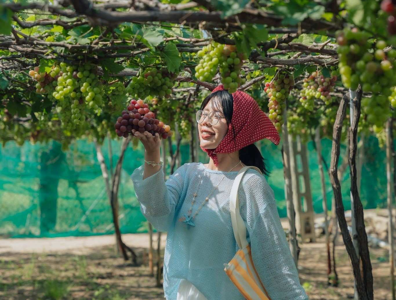 Tham quan vườn nho An Thái 85 chỉ cách Vĩnh Hy 7km.