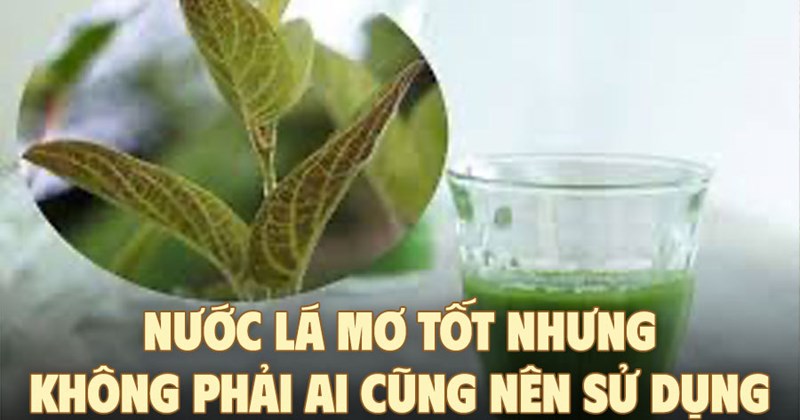 Nước lá mơ tốt, nhưng không phải ai cũng nên dùng