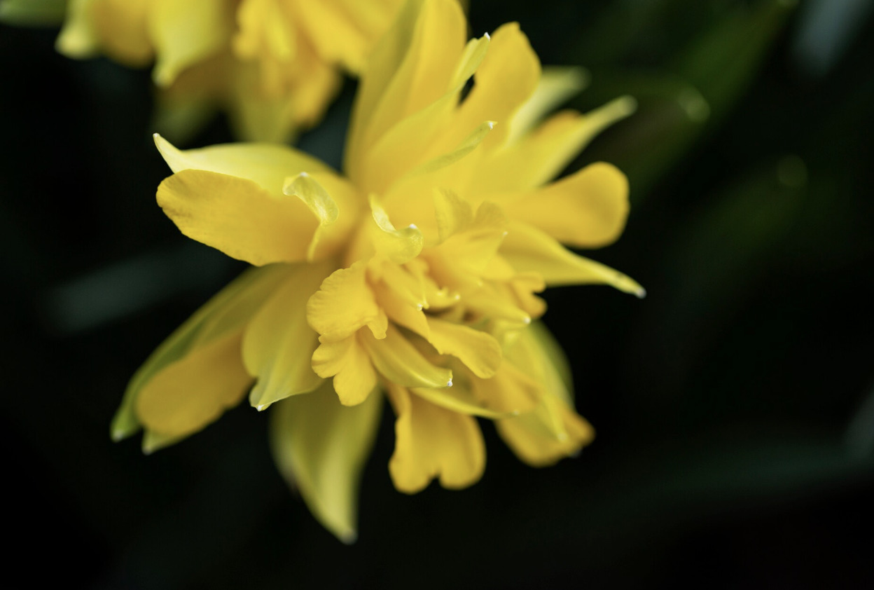 Yellow double hibiscus flowers are increasingly popular in urban areas because they are easy to grow and last. Photo: Thuy Duong