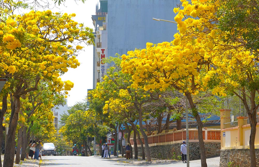 Những tán cây phong linh rực vàng rực rỡ. Ảnh: Nam Ngọc