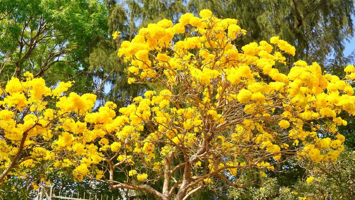 Hoa phong linh còn được gọi là cây chuông vàng, hoa thường nở rộ từ tháng cuối tháng 2 đến hết tháng 3. Ảnh: Nam Ngọc