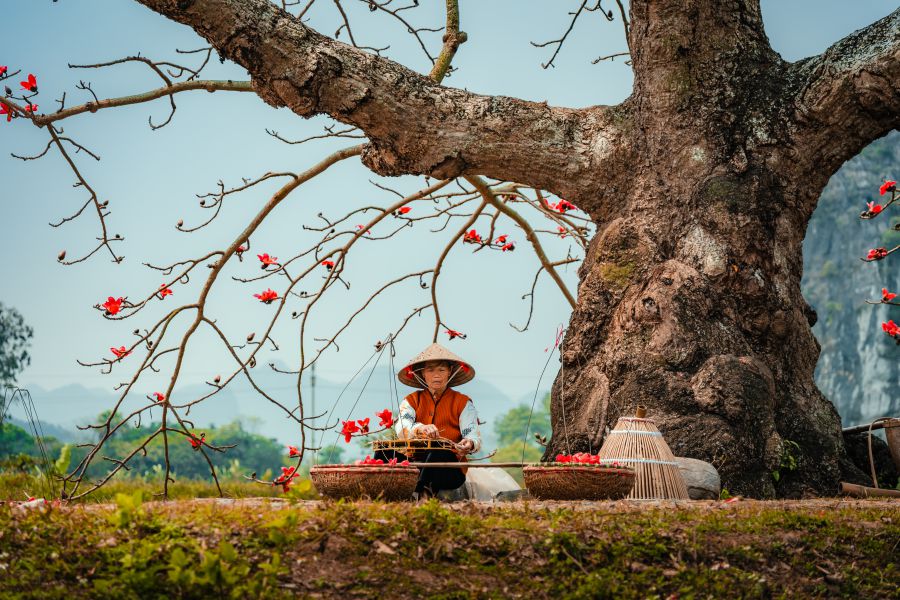 मार्च के महीने में कपोक के फूलों के मनमोहक रंग