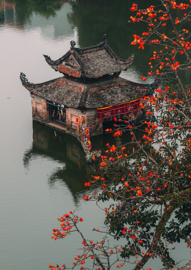 कपोक पेड़ के जीवंत लाल फूल थाय पैगोडा, हनोई के पास खिलते हैं। फोटो: गुयेन खान वी खोआ