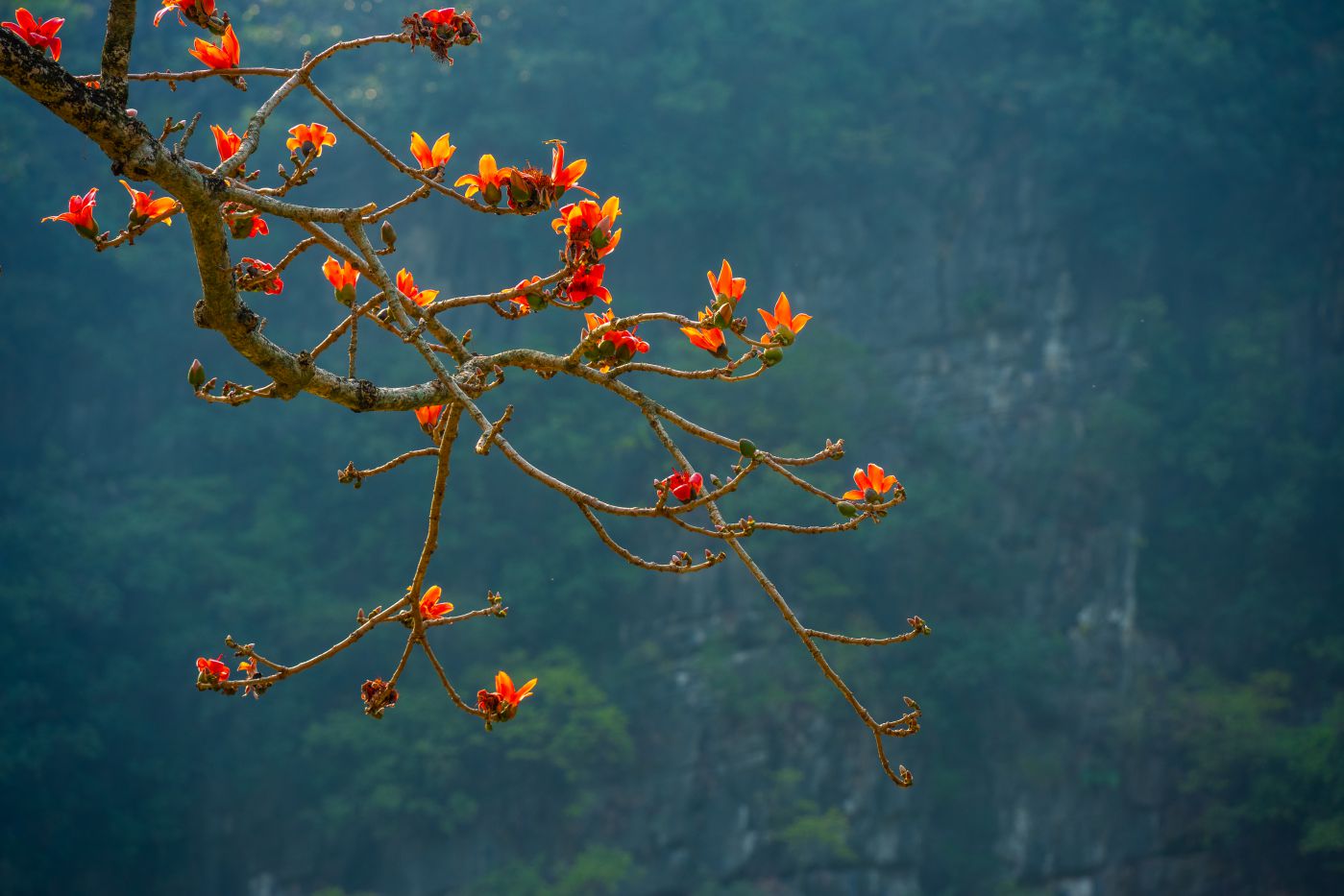 कपोक के फूलों का मौसम लगभग आधे महीने तक, मार्च के अंत या अप्रैल की शुरुआत तक रहता है। फोटो: गुयेन खान वू खोआ