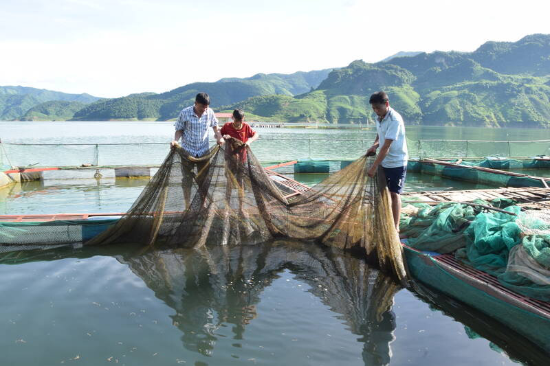 Người dân bản Tà Sài, xã Chiềng Lao chăm sóc cá lồng. Ảnh: Trung Hải