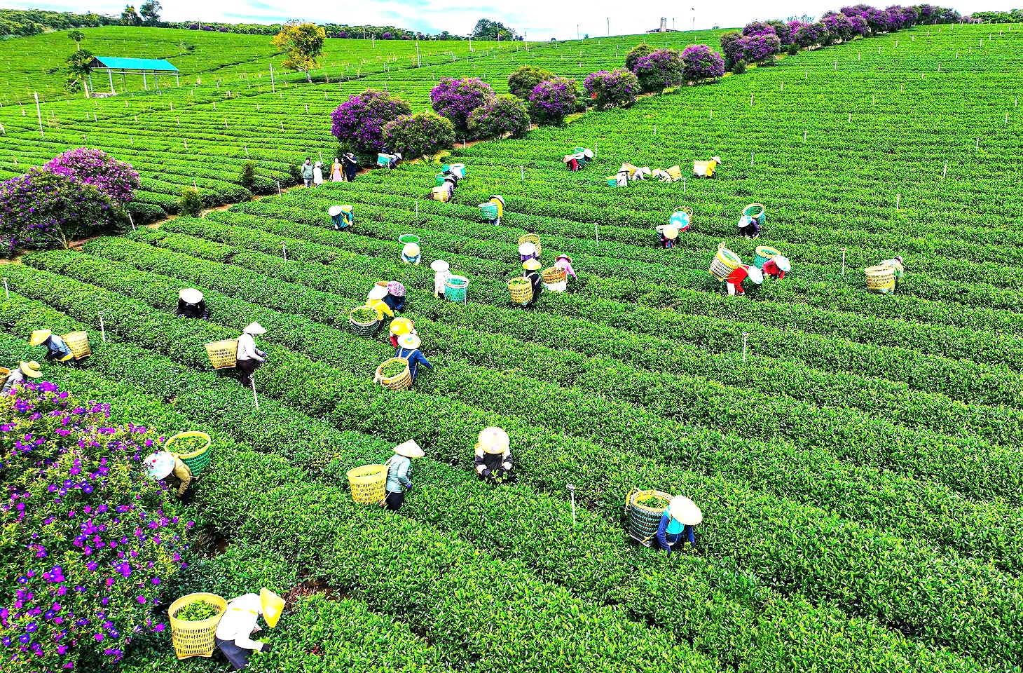  Nông trường chè tựa như bức tranh xuân khi được nhuộm tím bởi hoa mua. Ảnh: Phúc Khánh 