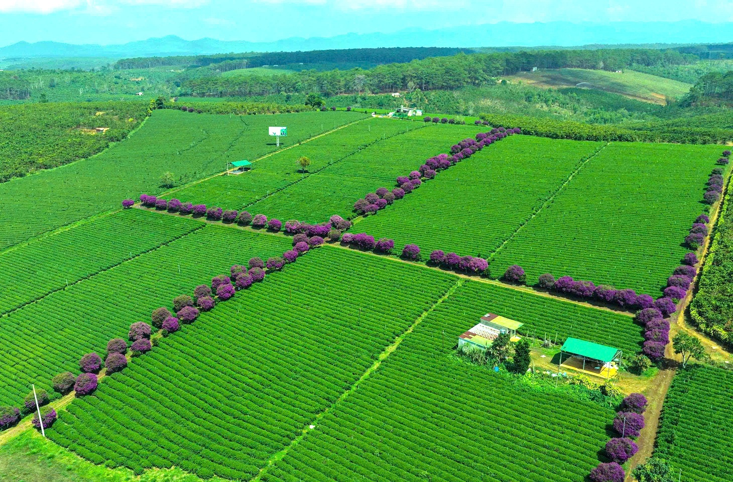 Mùa hoa mua tím đang nở rộ nhuộm tím nông trường chè tại xã Bảo Lâm 1 (Lâm Đồng). Ảnh: Phúc Khánh  