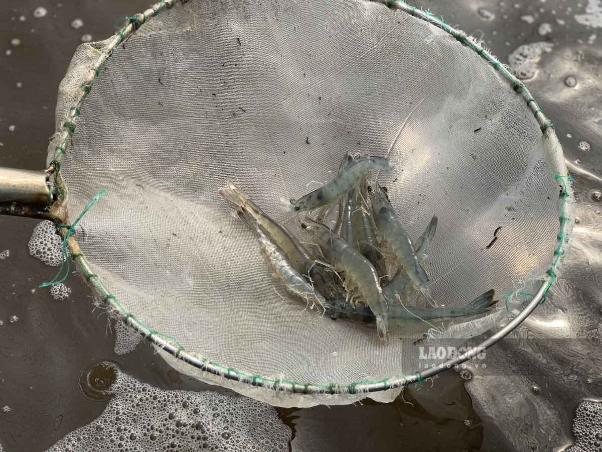 White leg shrimp farming applying high technology brings high income to Mr. Ba's family. Photo: Luong Ha