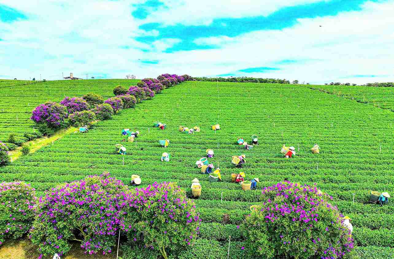 Công nhân hái chè bên những hàng cây hoa mua tím đang nở rộ tạo nên khung cảnh nên thơ. Ảnh: Phi Long 