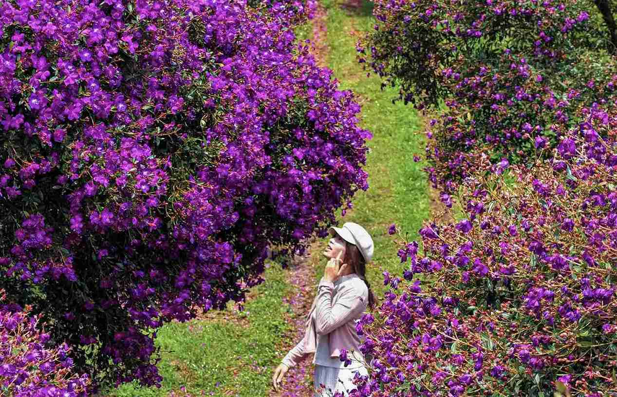 Hoa mua tím thường nở vào dịp đầu xuân và kéo dài khoảng 1 tháng. Ảnh: Phúc Khánh 