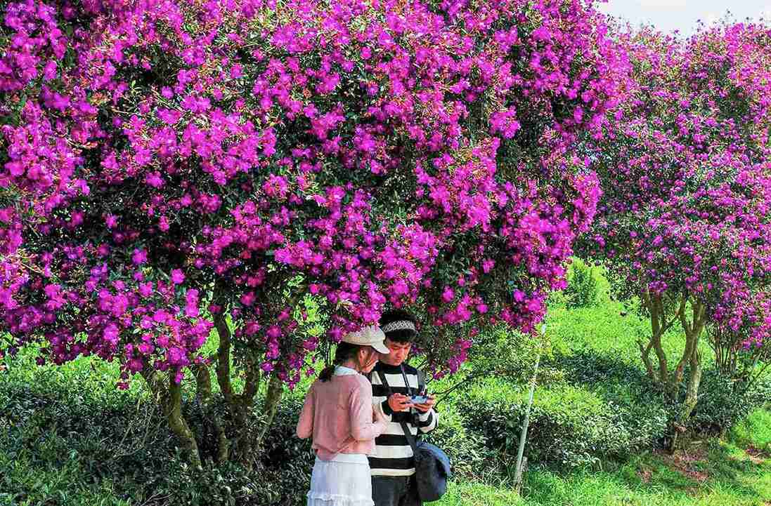 Đôi bạn trẻ cùng nhau trải nghiệm ghi lại những khoảnh khắc đẹp bên rừng hoa mua tím. Ảnh: Phi Long 