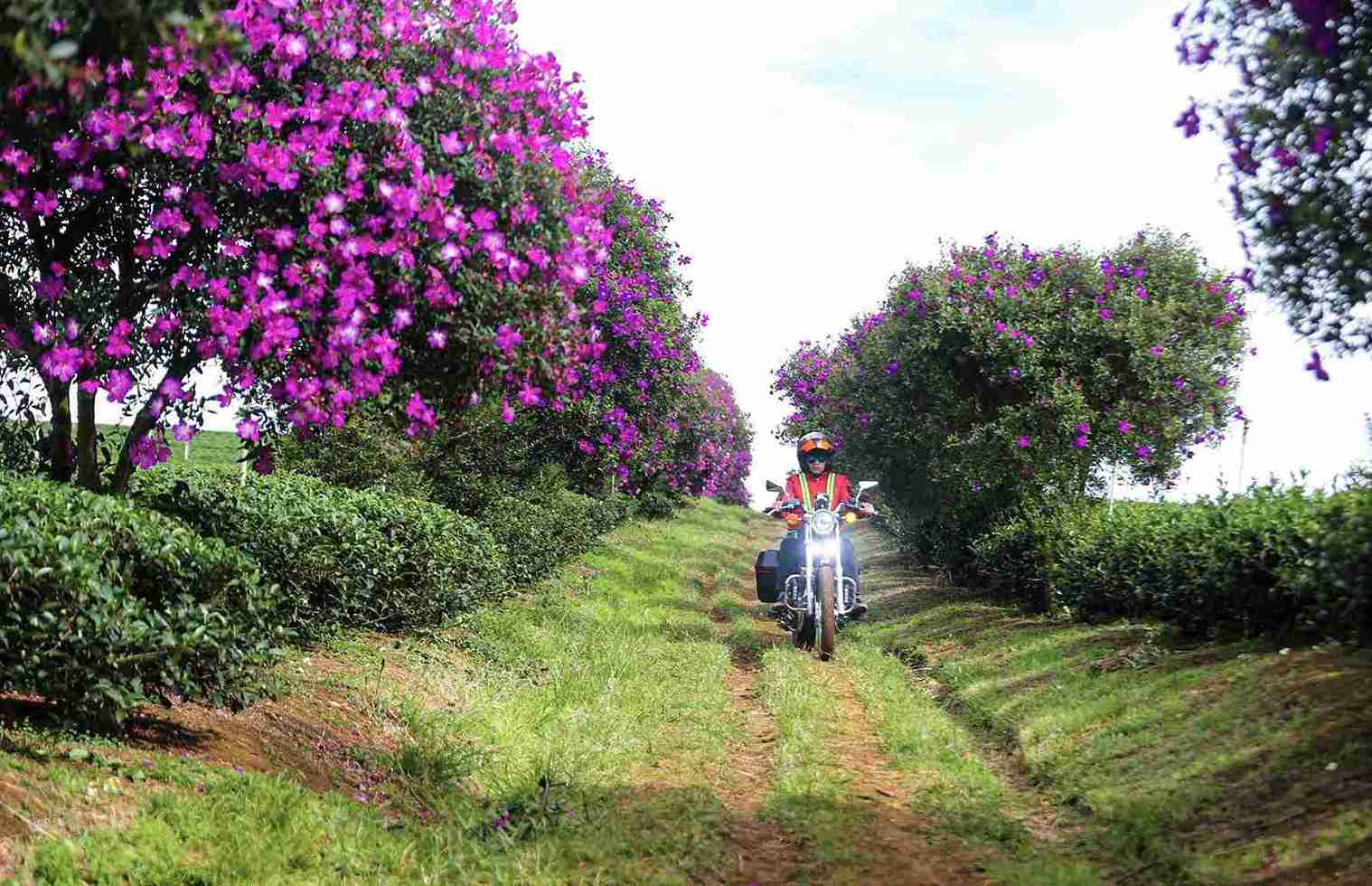 Sắc tím hoa mua hòa cùng hương chè thoang thoảng trong gió mang đến cho du khách cảm giác thư thái, bình yên. Ảnh: Phúc Khánh 