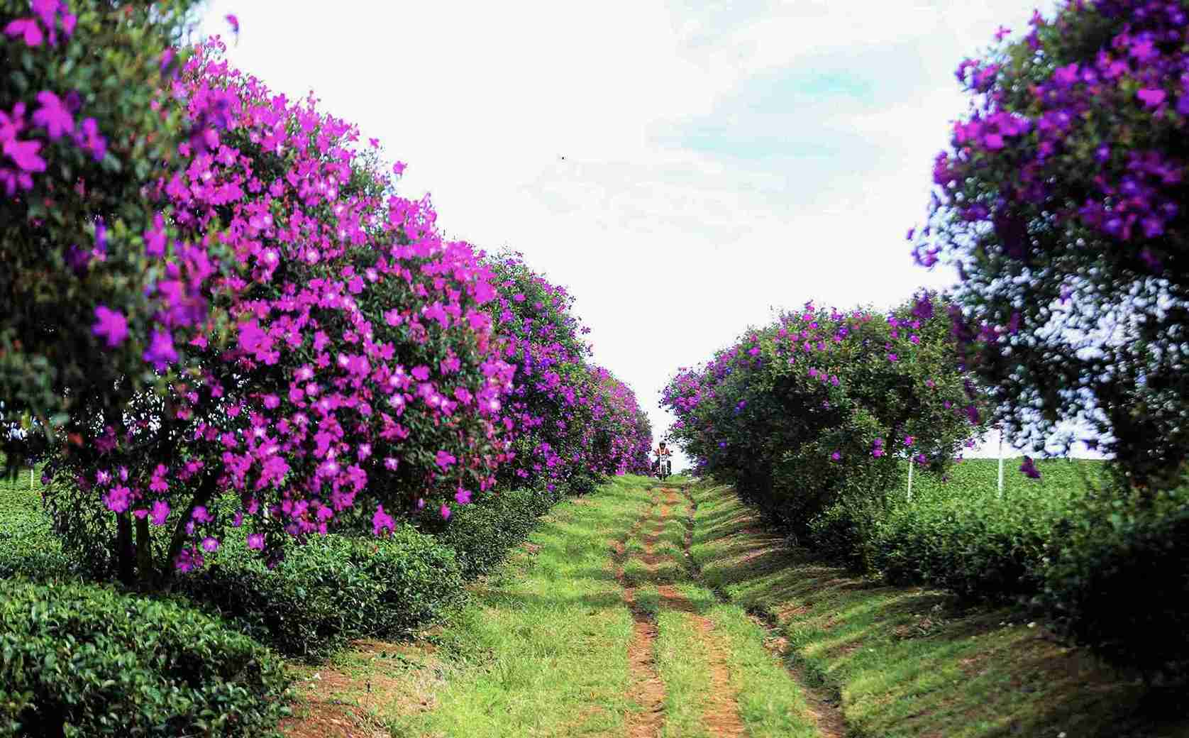 Hoa mua tím được trồng dọc bờ bao quanh nông trường chè tạo nên khung cảnh đẹp nên thơ. Ảnh: Phúc Khánh 