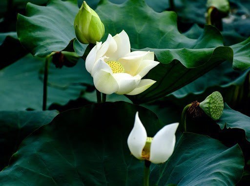 Lotus leaves can help with weight loss but should be restricted from eating by some people. Photo: Tuong Minh