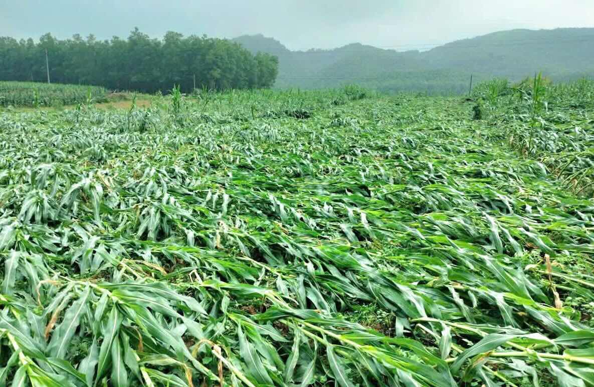 Tornadoes cause dozens of hectares of corn to collapse. Photo: Thanh Xuan