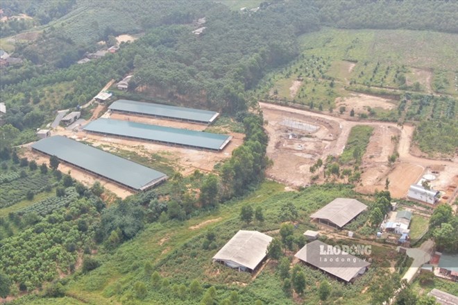 Forest in Phu Tho. Photo: To Cong