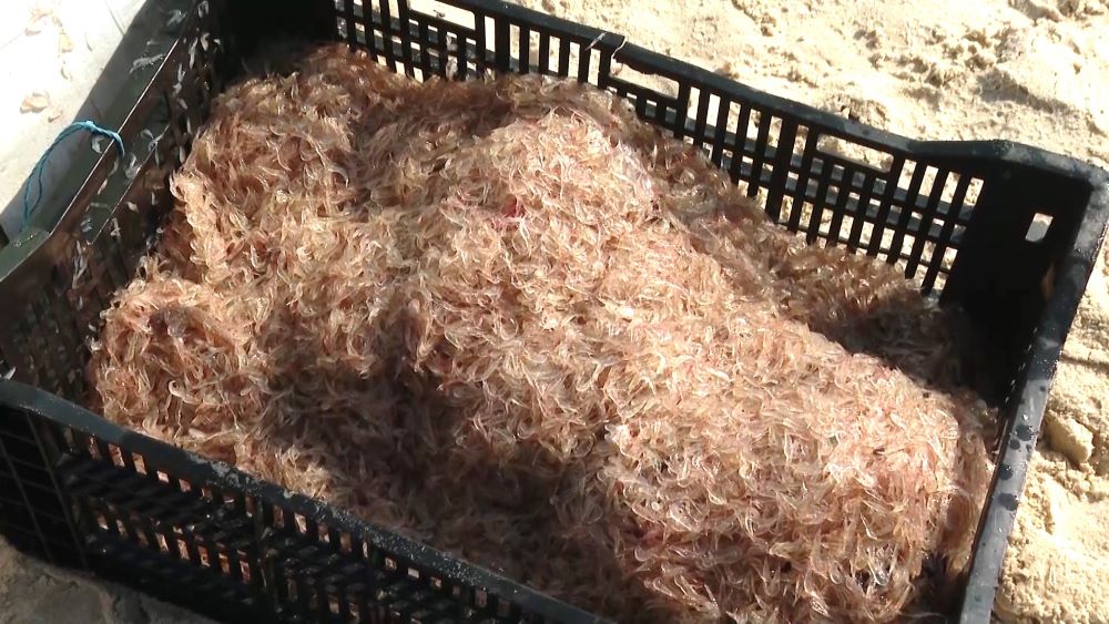 Ruốc biển tươi ngon sau khi được kéo lên bờ được thu mua với giá cao. Ảnh: Thanh Trung