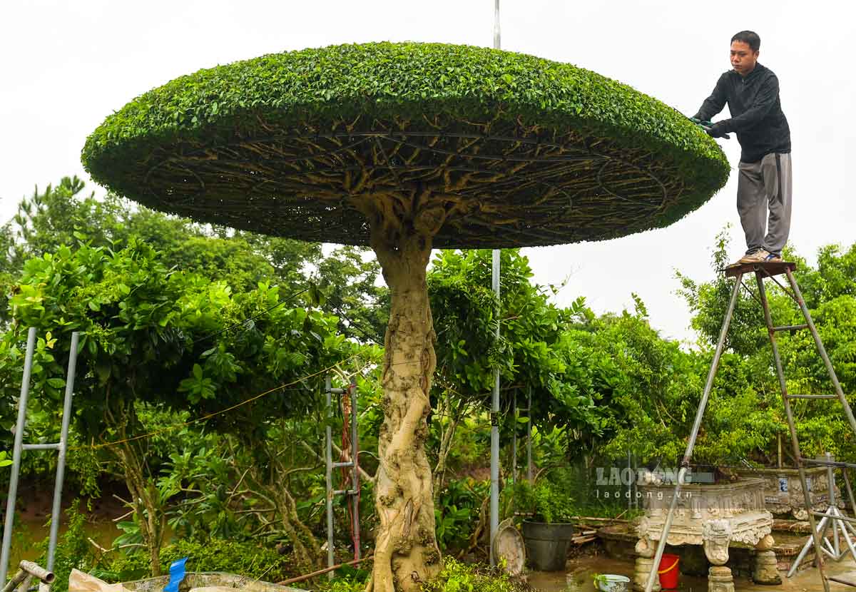 Anh Trà cắt sửa cây sanh lọng. Ảnh: Hà Vi