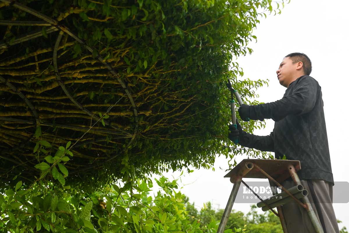 The profession of pruning and bending ornamental plants brings high income. Photo: Ha Vi