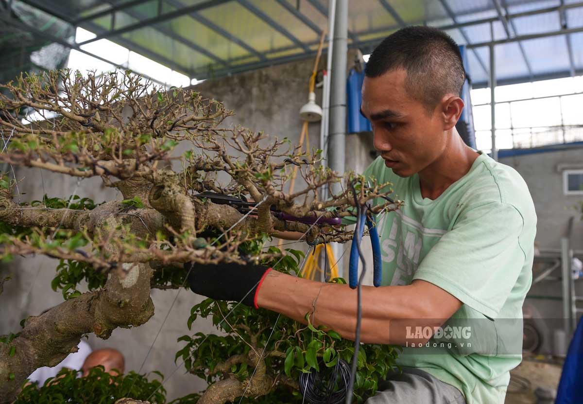 Nhiều thanh niên ở làng Vị Khê, tỉnh Ninh Bình lựa chọn làm nghề cắt tỉa cây mang lại thu nhập ổn định. Ảnh: Hà Vi