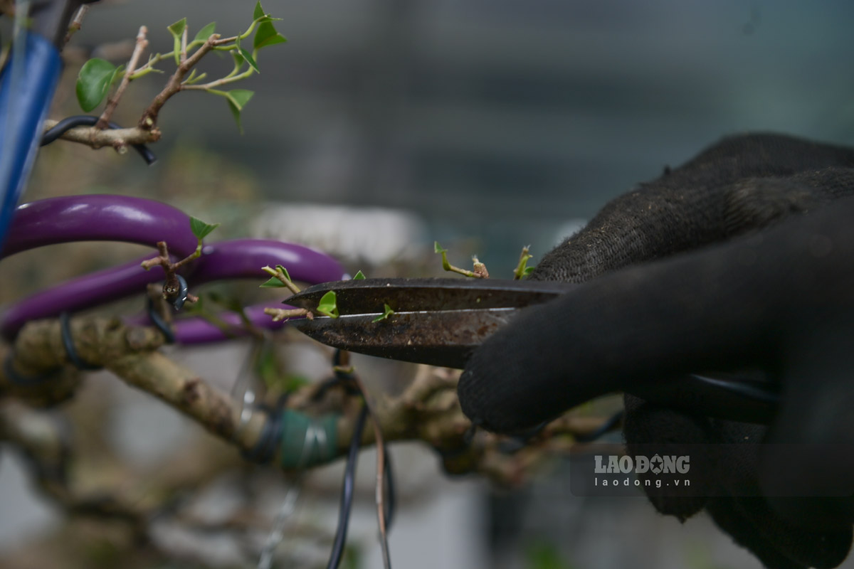 Những cây sanh khi tạo dáng được cắt tỉa gọn gàng để dễ uốn. Ảnh: Hà Vi