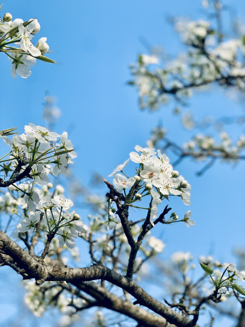 Những bông hoa lê trắng tinh khôi. Ảnh: Kỳ Lâm